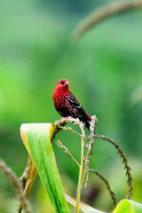 Male red avadavat (Amandava) sitting on a green grass