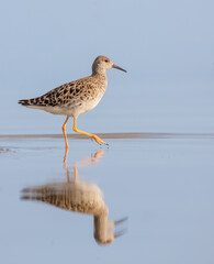 Ruff -  Calidris pugnax - female feeding at the shore of lagoon at the mating season in spring