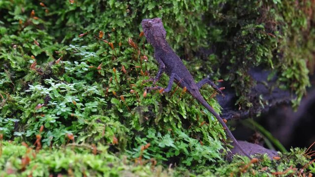 Positioned diagonally facing to the left as the camera zooms out, Brown Pricklenape Acanthosaura lepidogaster, Khao Yai National Park.