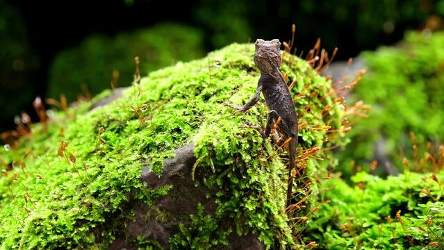 Seen from its side looking away as it breathes while rested on a rock with moss, Brown Pricklenape Acanthosaura lepidogaster, Khao Yai National Park.