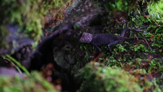Seen looking straight towards the camera within the crevasse of the rock as it moves its head, Brown Pricklenape Acanthosaura lepidogaster, Khao Yai National Park.
