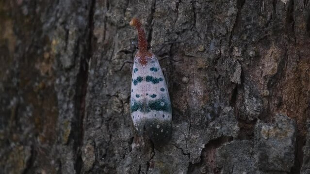 Moving sideways to the left on the bark of the tree as seen deep in the jungle, Lantern Bug Pyrops ducalis, Khao Yai National Park, Thailand.
