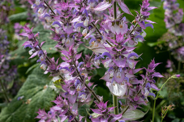 Planting at Bourton House gardens, Morton in Marsh. market town in the Cotswolds,  Gloucestershire, England, uk