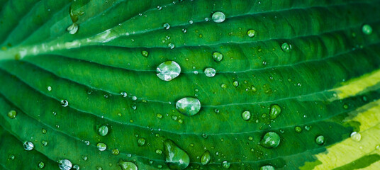 Hosta plant leaves with water drops. Macro shot. Selective focus. Shallow depth of field.