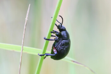 Timarcha is a genus of leaf beetles in the family Chrysomelidae