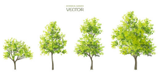 Vector watercolor of tree or forest side view isolated on white background for landscape and architecture drawing, elements for environment and garden,botanical for section
