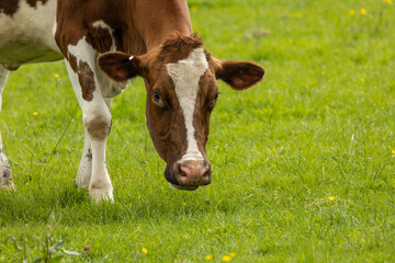 Naklejka na ściany i meble brown and white cow grazing on fresh summer green grass