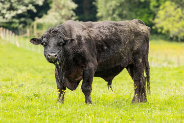 close up of Black pedigree stud  bull on English farmland looking at camera