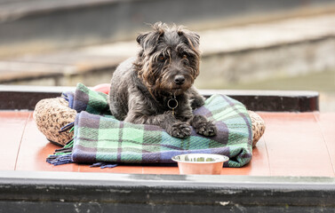 cute small terrier dog laying on a blanket looking at the camera eye contact scruffy fur - obrazy, fototapety, plakaty