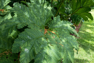 Gunnera leaves at Bourton House gardens, Morton in Marsh. market town in the Cotswolds,  Gloucestershire, England, uk