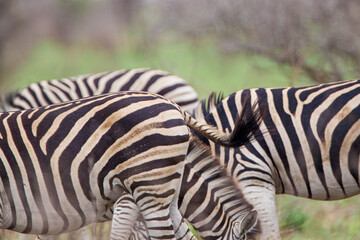 Fototapeta na wymiar Burchell's zebras in the savannah grasslands of the Kruger National Park, South Africa 