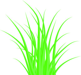 Fototapeta premium Green grass. The Bush grass. Vector illustration.