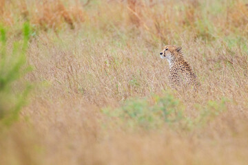 Cheetah family resting in the long grass of the Kruger Park