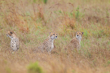 Cheetah family resting in the long grass of the Kruger Park