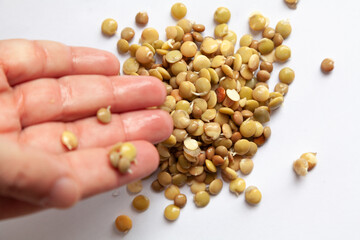 Sprouted seeds of food lentils lie on a white background. Two hands touch beans