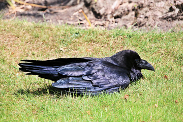 crow on the ground