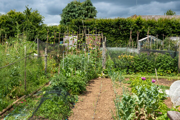 Fototapeta na wymiar Allotments in Morton in Marsh, market town in the Cotswolds, Gloucestershire, England, uk