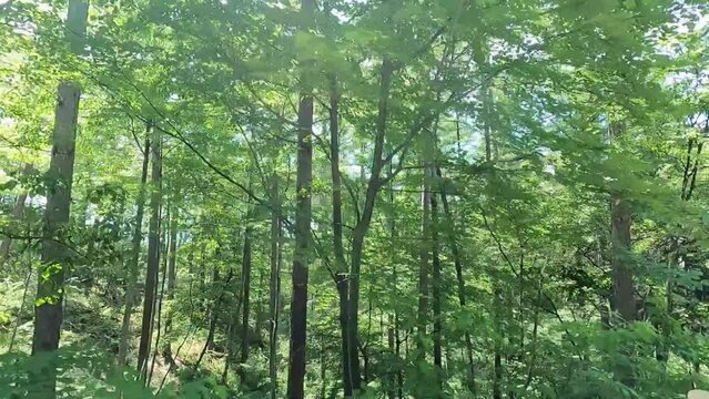 車窓から見る木々と山並み
