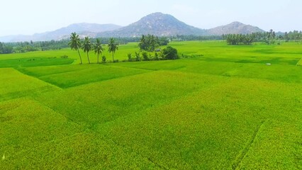 Revealing huge land of paddy field with coconut trees surrounded by mountains