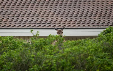 Fototapeten roe deer hiding in front of house © AMK