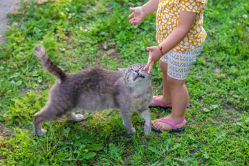 The child plays with the cat. Selective focus.