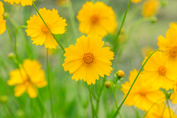 Beautiful yellow flowers Coreopsis lanceolata.