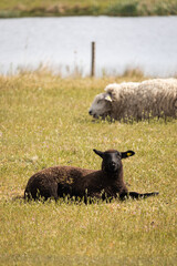 white sheep and black lamb