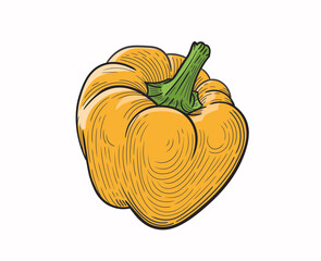 Linear hand drawing of large yellow bell pepper (paprika). Vector illustration on a white background, EPS 10. Monochrome graphics in a minimalist realistic style.