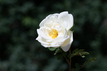 White rosehip flowers in nature.