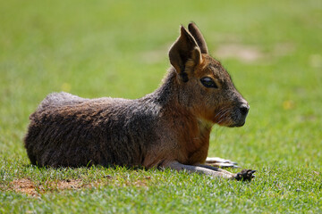 Un mara couché au soleil dans le parc animalier de Branféré dans le Morbihan en Bretagne 