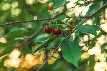 Cherries grow on a tree. Selective focus.