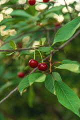Obraz premium Cherries grow on a tree. Selective focus.