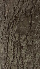 Fototapeta premium Brown natural wooden background basis texture