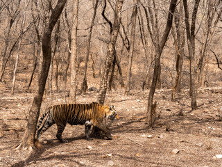 Tigress walking through the dry deciduous forest on a summer afternoon at Zone no. 6 of Ranthambhore National Park, Rajasthan