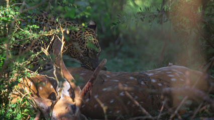 A Sri Lankan Leopard hunt Deer | Starving Leopard eating a Deer