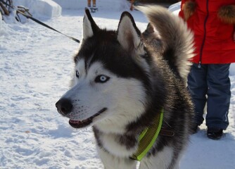 siberian husky puppy