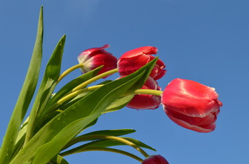 red tulips against blue sky