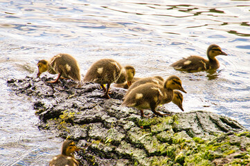 Ducks chicks on a log in the river. Small water birds with fluffy feathers. Animal