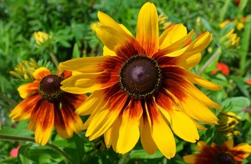 yellow flower in the garden