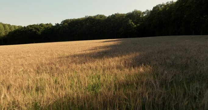 Aerial view of the chapel of the Liget next to wheat fields during sunset in France.