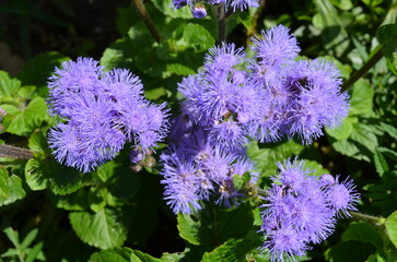 flowers in the garden