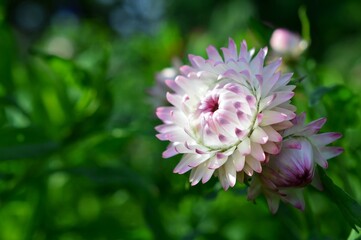 Obraz premium 華やかな光沢 麦藁菊 (ムギワラギク)