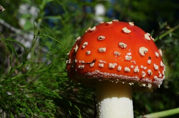fly agaric mushroom