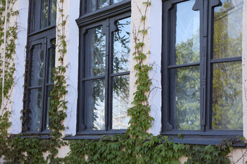 Windows of old house with plants outdoor