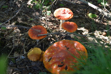 red mushroom in the forest
