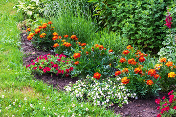 
yellow, green, white flowers in the gardenn