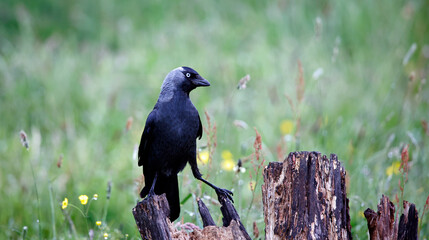 Jackdaw perched in a tree in a meadow