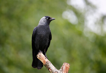 Jackdaw perched in a tree in a meadow