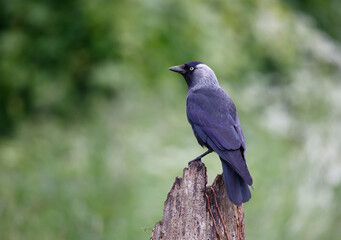 Jackdaw perched in a tree in a meadow