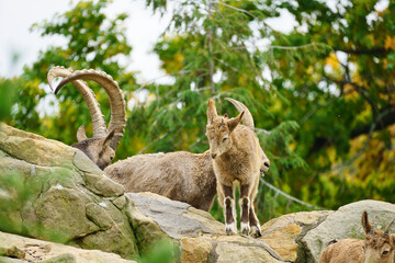 Capricorn family on rocks in nature. Big horn in mammal. Ungulates climbing